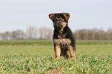 BERGER ALLEMAND 1128